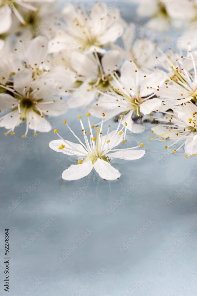 Cherry blossom on water, blue background. Copy space, very selec Cherry blossom on water, blue background. Copy space, very selec