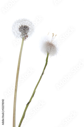 Dandelion isolated on white background