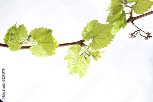 Fresh Green Grape Leaf on isolated white Background