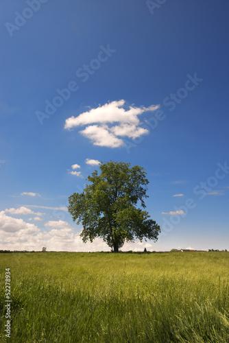 Big Tree on Green Meadow