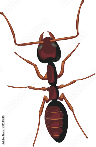 ant