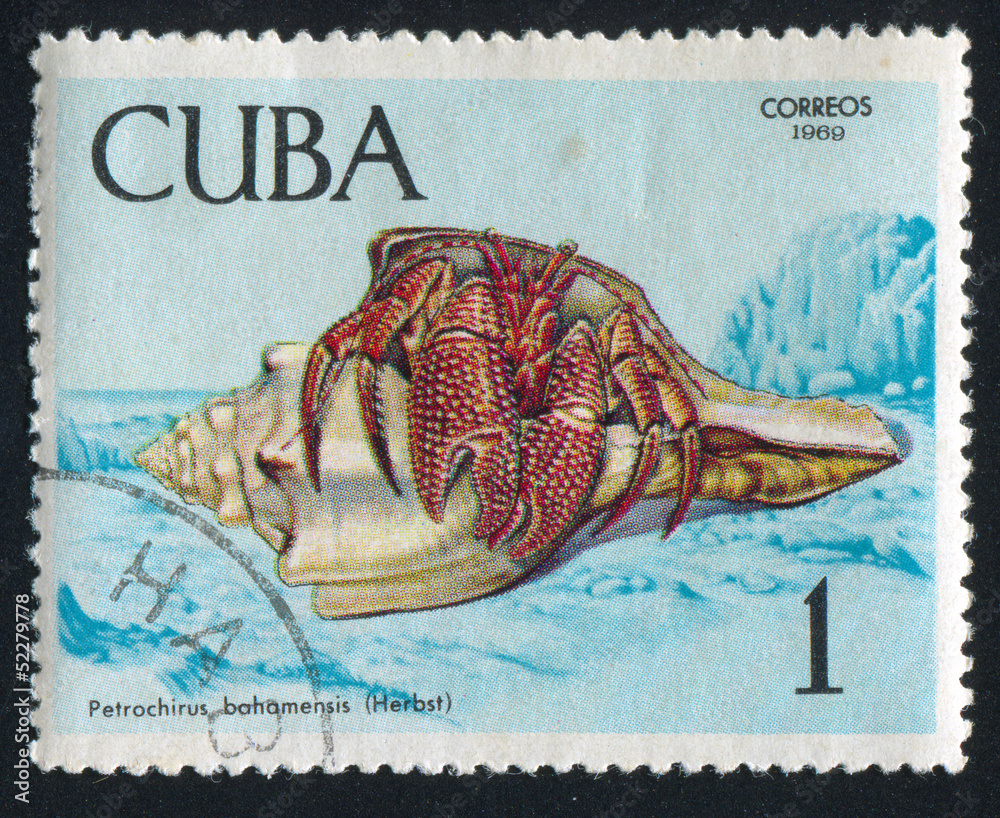 Fototapeta premium Crab Petrochirus bahamensis