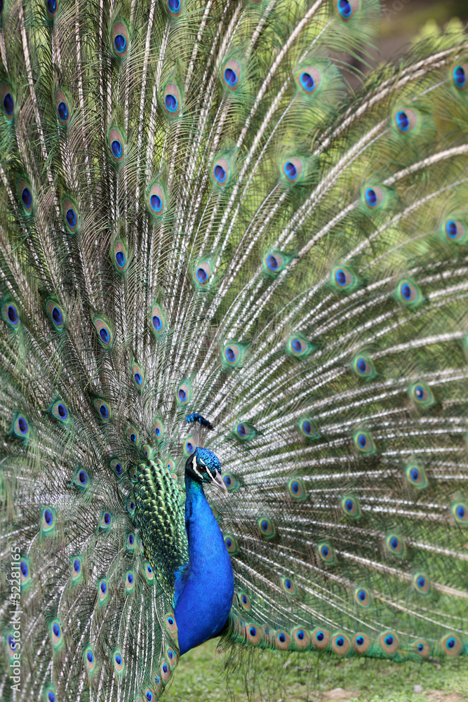 Fototapeta premium Indian Peafowl, pavo cristatus