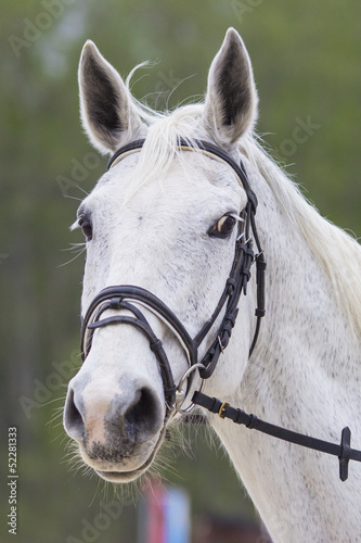 portrait of white horse