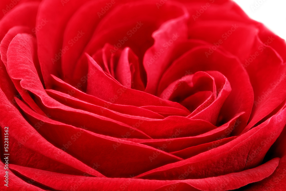 Beautiful red rose flower. Closeup. Beautiful red rose flower. Closeup.