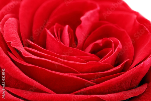 Beautiful red rose flower. Closeup.