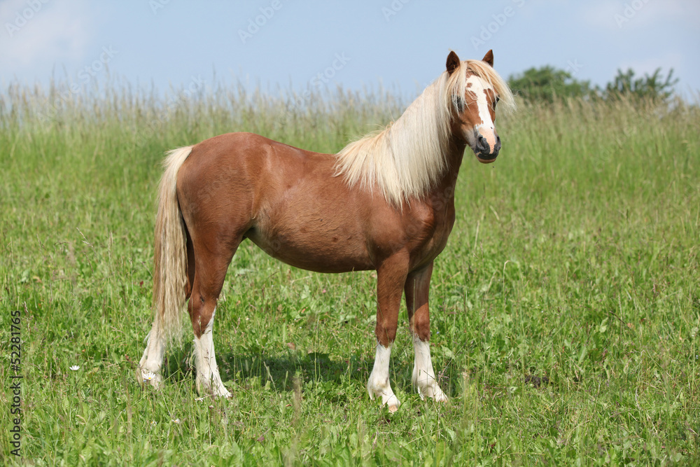 Nice young welsh mountain pony