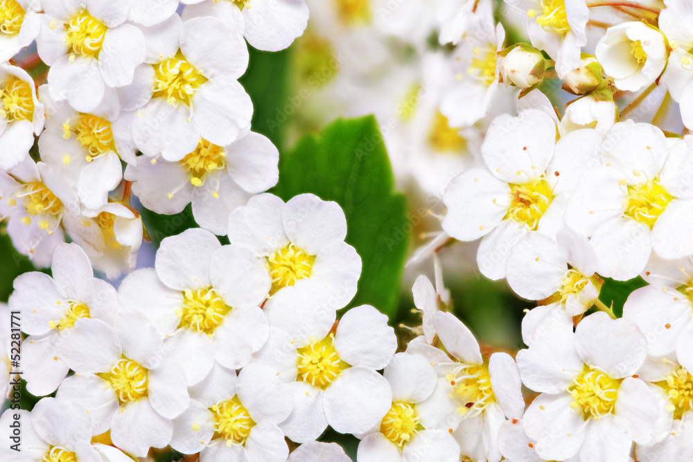 Foto auf Acrylglas mit Schöner weißer blühender Strauch Spirea aguta (Brautkranz). #52281771