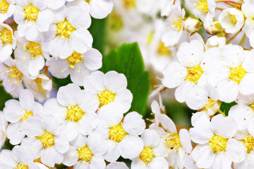 Fototapete Macro Weisse Spierstrauch Blüten im Frühling  © BRIAN_KINNEY