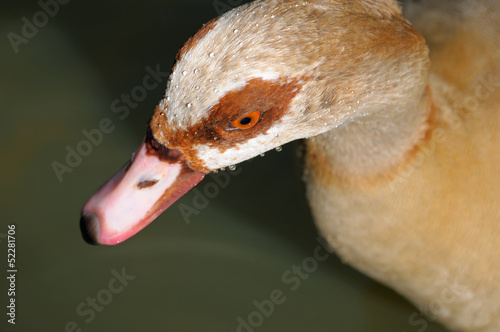 Head of Egyptian goose Alopochen aegyptiacus