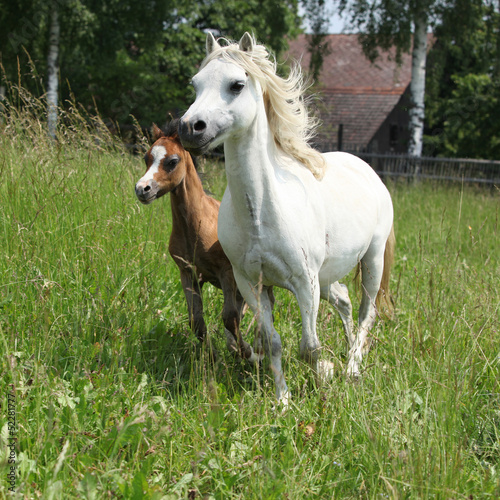 Mare with foal on pasturage