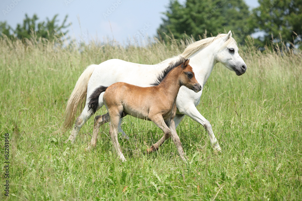 Mare with foal on pasturage