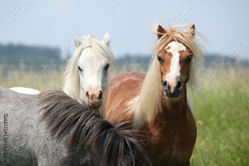 Young ponnies on pasturage