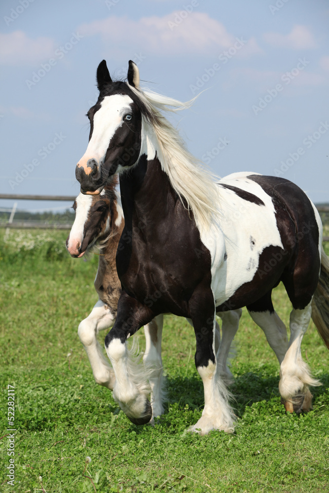 Nice irish cob mare with foal on pasturage Nice irish cob mare with foal on pasturage
