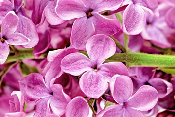 Fototapete Macro Lila Fliederblüten in Nahaufnahme  © BRIAN_KINNEY