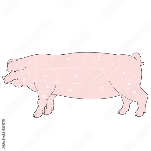 Illustration of scheme cutting pork carcass