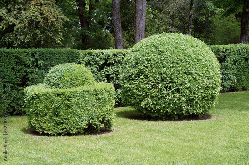 Buis taillé en boule