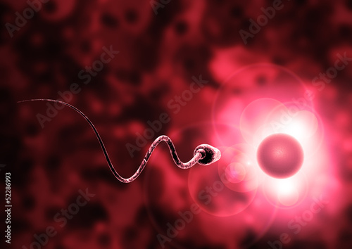 sperm and egg cell - Natural insemination - photo