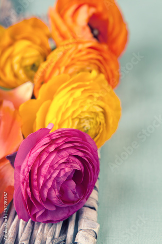 Close up of colorful ranunculus flowers