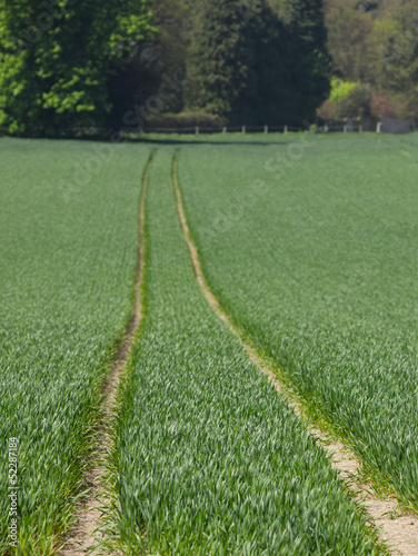 Empty tracks through a green field