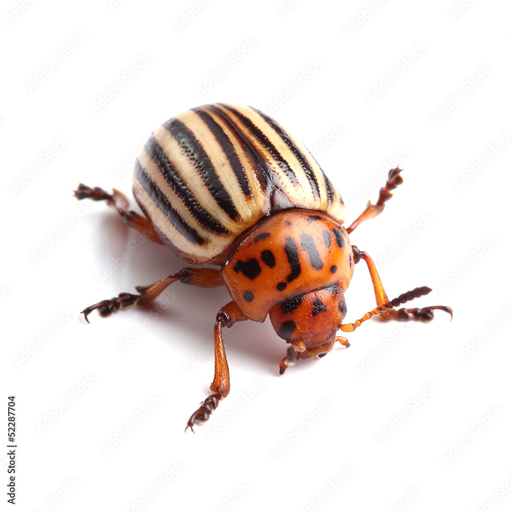 Colorado potato beetle isolated on white Colorado potato beetle isolated on white