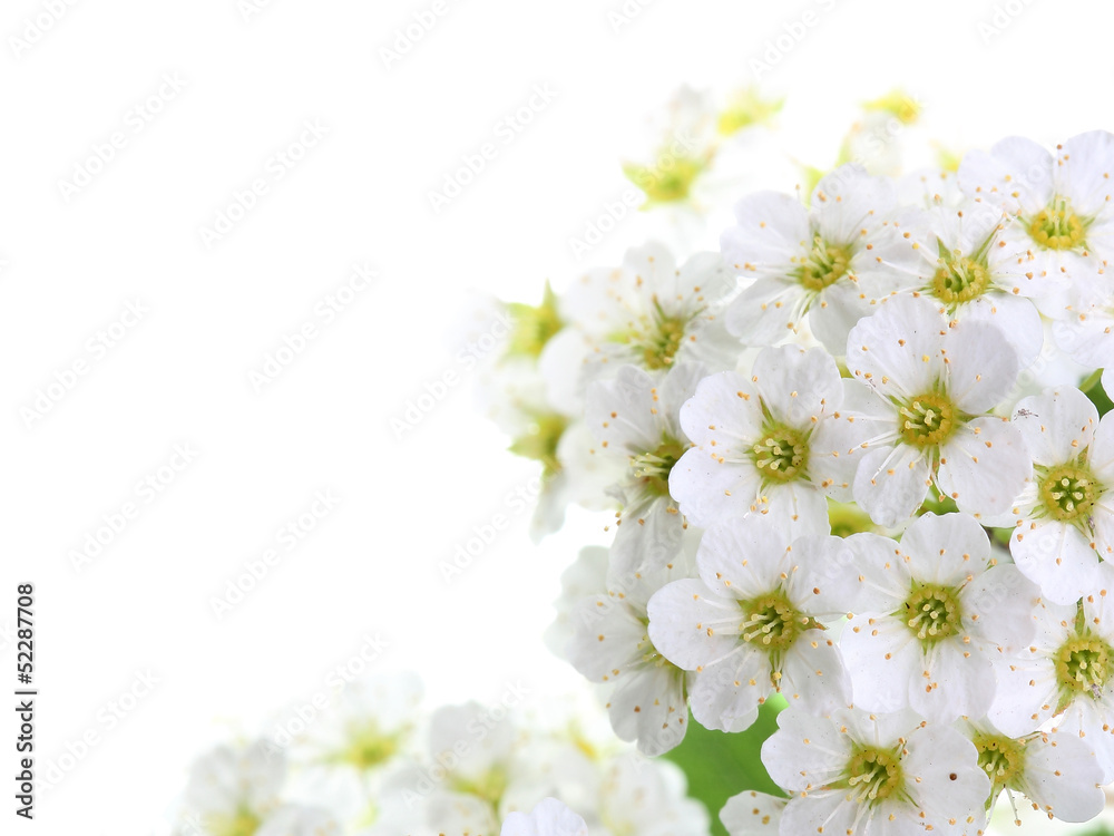 Flowers of spiraea on white