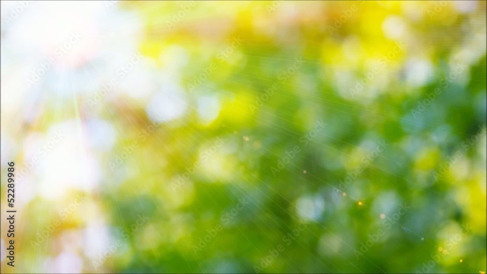 Nature Glow_Bokeh and sun...