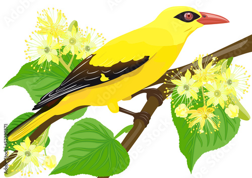 Golden Oriole bird