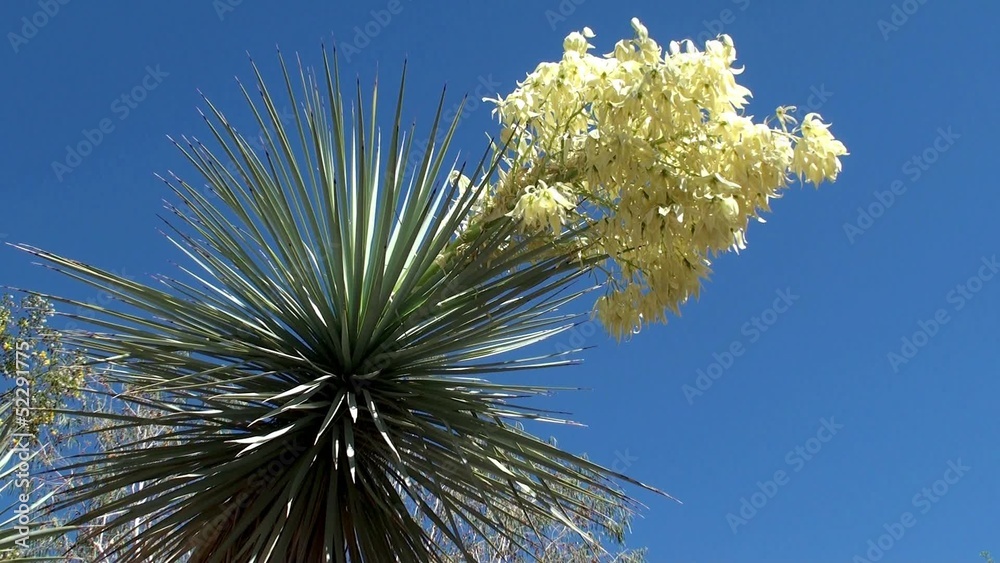 Blooming Yucca. Ethel M Botanical Cactus Gardens Blooming Yucca. Ethel M Botanical Cactus Gardens