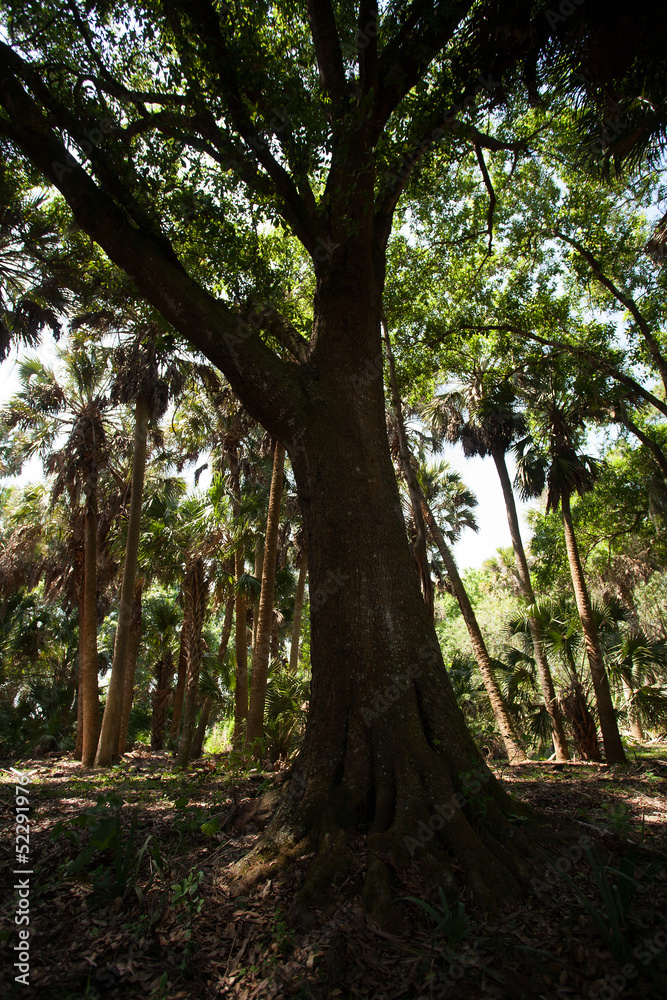 Dark tree Dark tree