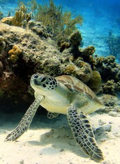 Sierkussen Schildpad Rustende groene zeeschildpad onderwater  © isabelle_bonaire