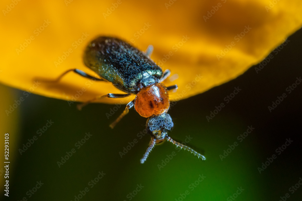 Naklejka premium Oulema Melanopus