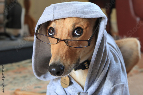 Lurcher dog wearing reading glasses