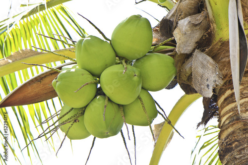 green coconut at tree photo