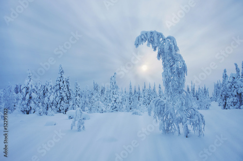 Stunning Lapland wilderness in winter