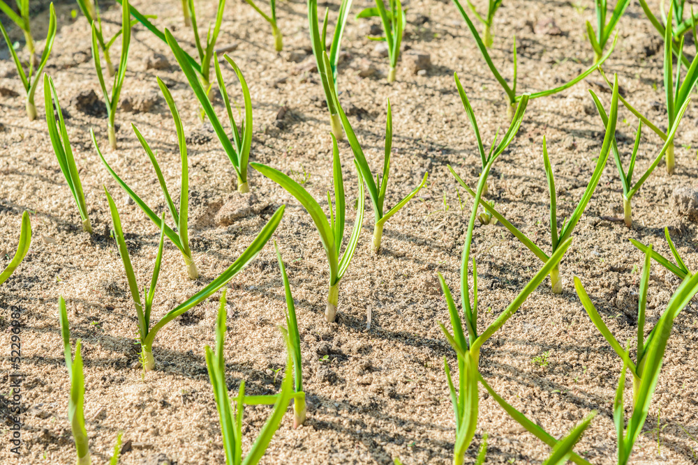 sprouts green onions sprouts green onions