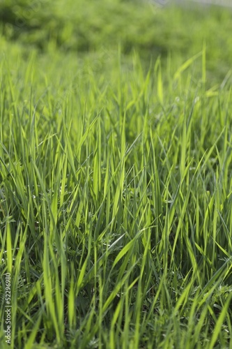 sfondo di fili di erba