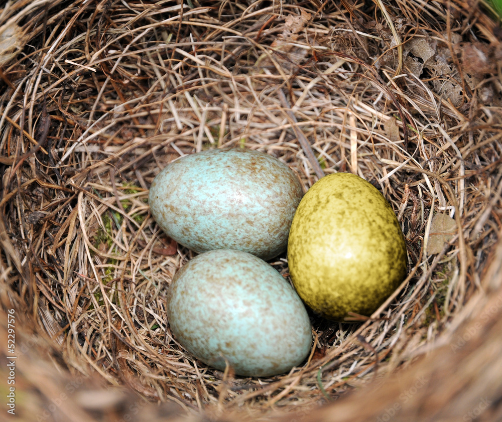 Das goldene Ei im Nest