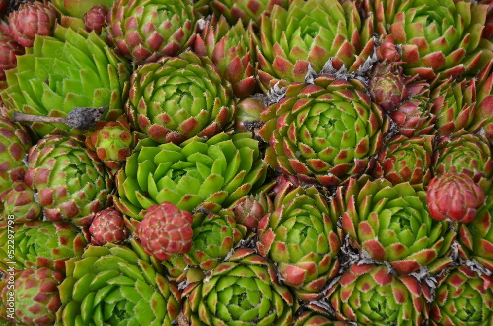 Fototapeta premium Hauswurzen