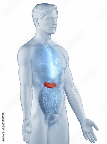 Pancreas position anatomy man isolated lateral view