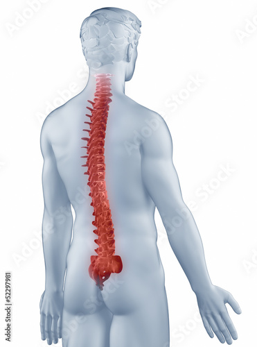 Spine position anatomy man isolated posterior view photo