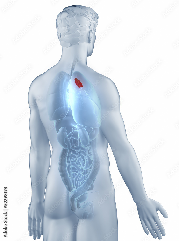 Thymus position anatomy man isolated posterior view Thymus position anatomy man isolated posterior view