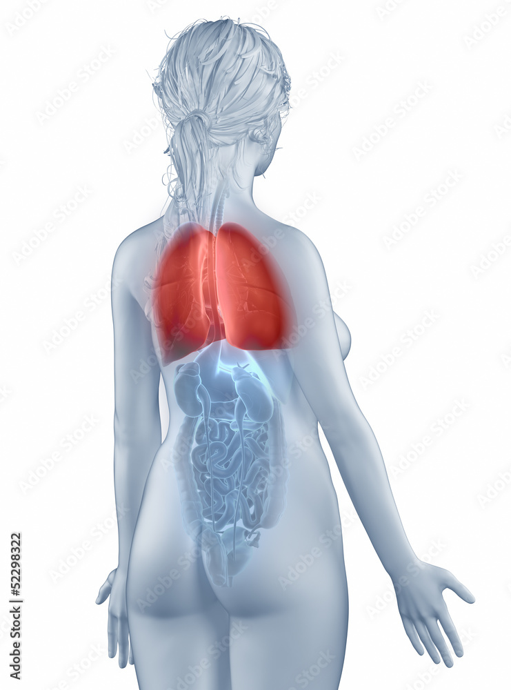 Lung position anatomy woman isolated posterior view Lung position anatomy woman isolated posterior view
