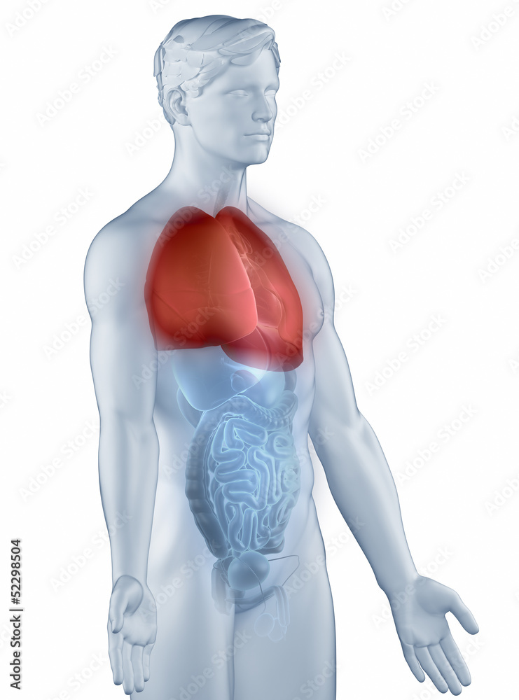 Lungs position anatomy man isolated lateral view Lungs position anatomy man isolated lateral view