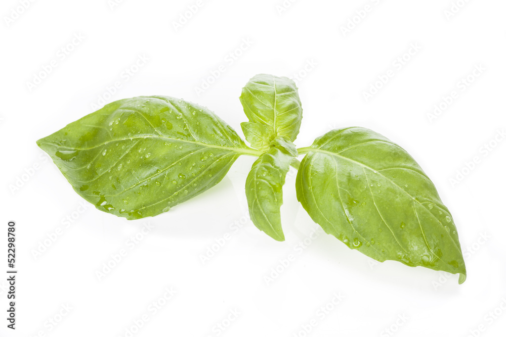 Basil leaf, isolated Basil leaf, isolated
