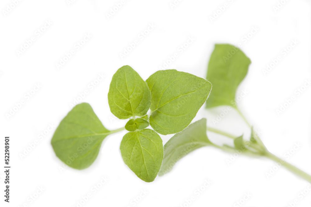 Twig of fresh oregano leaves Twig of fresh oregano leaves