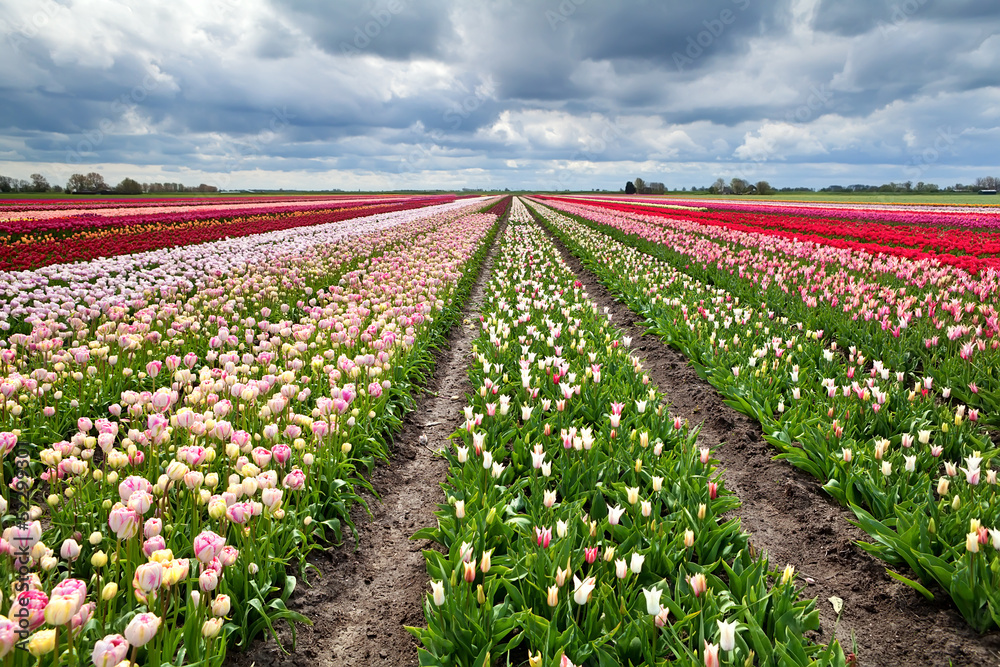 rows of colorful tulips in Holland