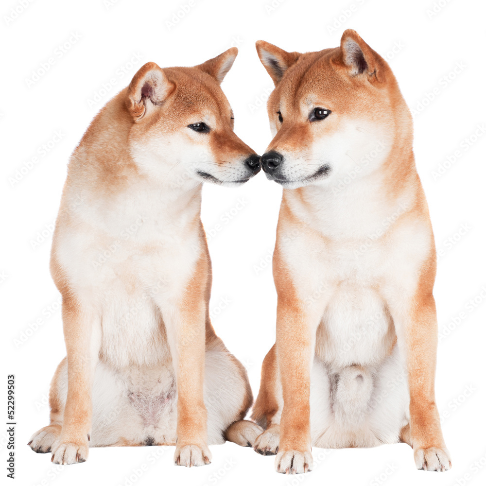 two shiba inu dogs touching with their noses