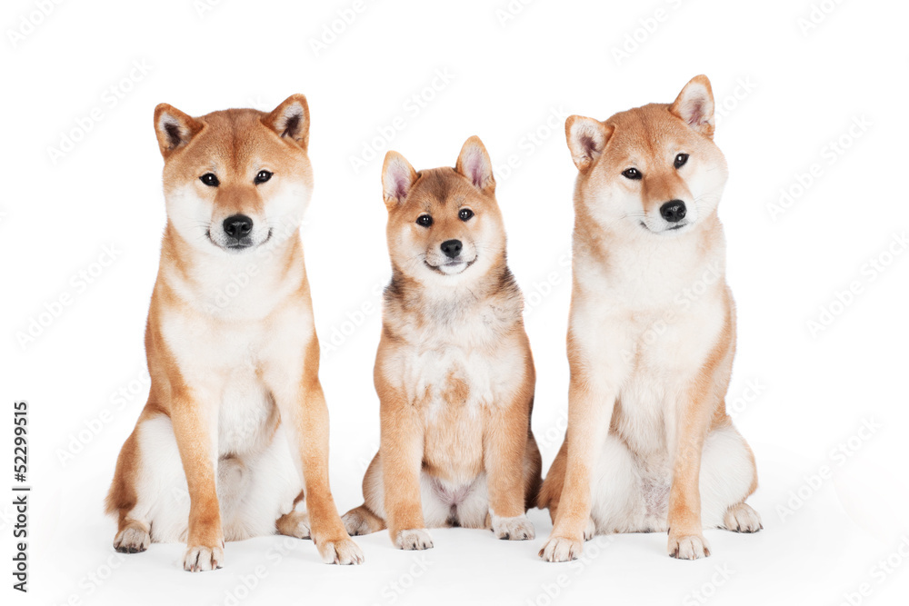 two shiba inu dogs with a puppy