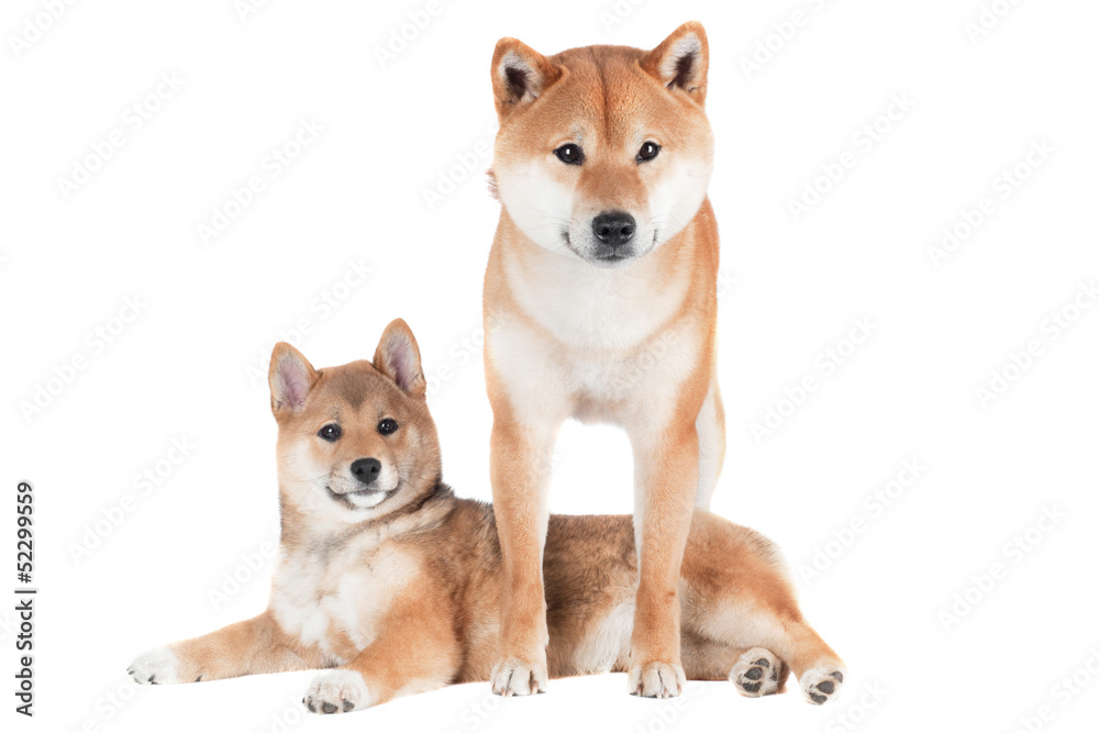 shiba inu dog with a puppy